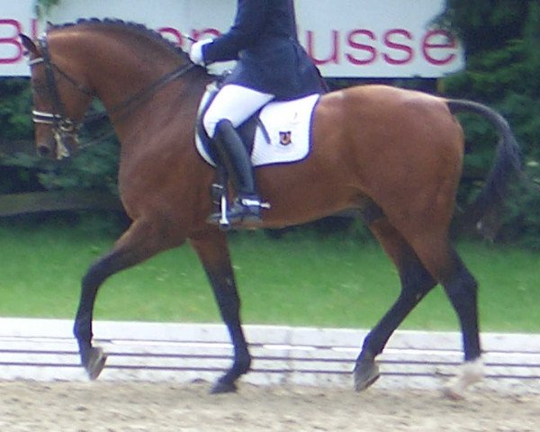 Stallion A-Dur II (Oldenburger, 1987, from Argentinus)