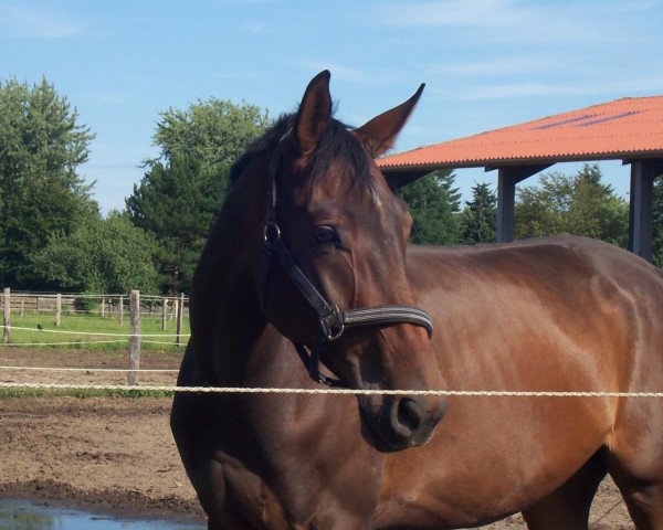 horse Sambuco 35 (Hanoverian, 2007, from Souvenir)