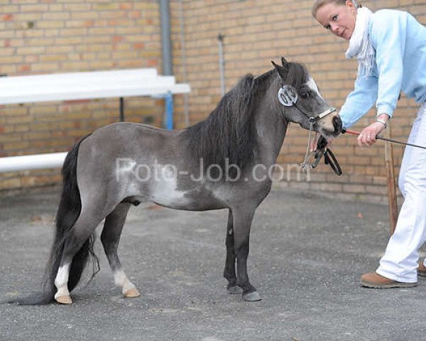 Pferd Gone N Dunnit Of LTDS (American Miniature Horse, 2006, von LTDS Man In Command) Pferd Gone N Dunnit Of LTDS (American Miniature Horse, 2006, von LTDS Man In Command)