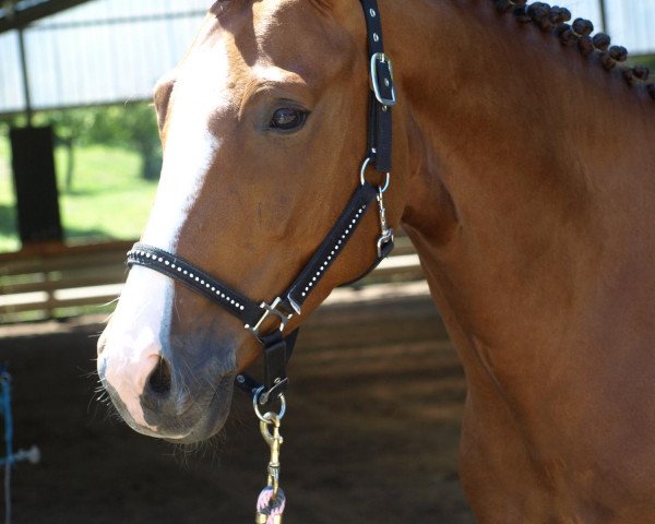 dressage horse Luna Luftikuss (Westphalian, 2006, from Lissabon 29)