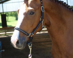 dressage horse Luna Luftikuss (Westphalian, 2006, from Lissabon 29)
