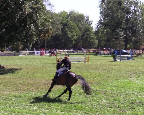 Reitturnier Hannover/Reiterstadion 2022