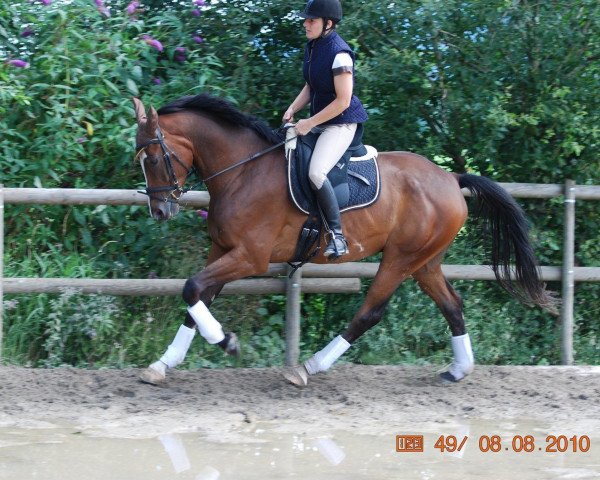 horse Löwenherz 94 (Bavarian, 2005, from Laurentio)