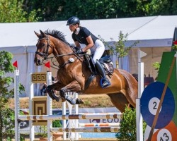 jumper Casey 44 (Irish Sport Horse, 2013)