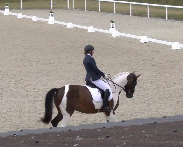 Reitturnier Bülach 2022