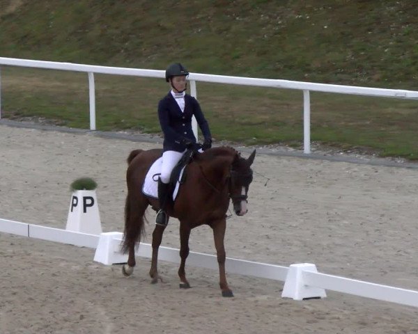 Reitturnier Bülach 2022