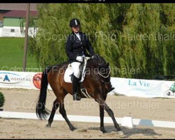Koń ujeżdżeniowy Sky du Mont W (Hanower, 2005, od Souvenir)