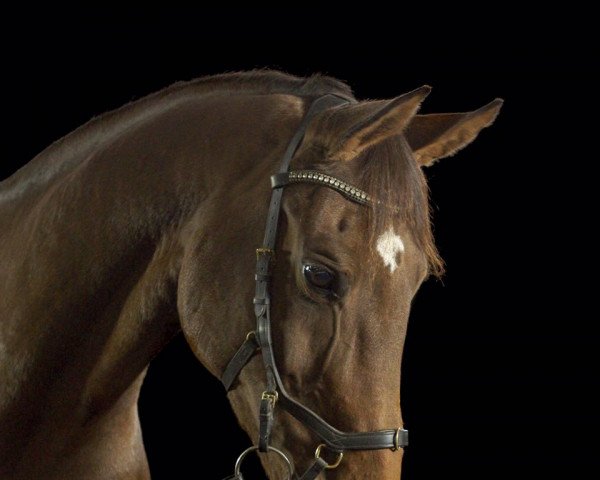 Springpferd Zafira M (Deutsches Sportpferd, 2007, von Cassini II)