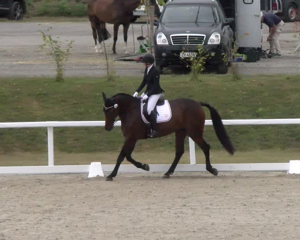Reitturnier Bülach 2022