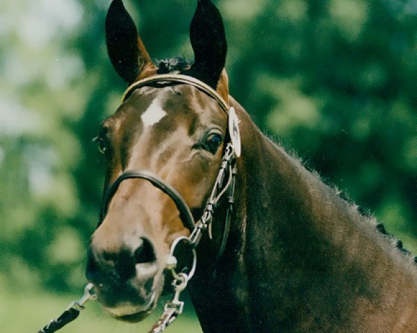 Zuchtstute Dalina P (Bayer, 1993, von Donnerhall)