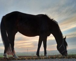 dressage horse Achira (German Riding Pony, 2010, from Reitland's All Inclusive)