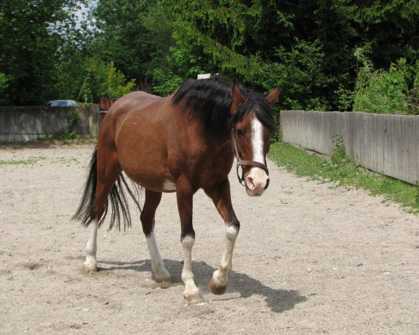 broodmare Wierana ox (Arabian purebred, 1981, from Euben 1972 ox)