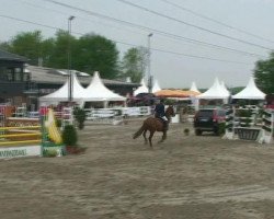 Springpferd Famous Fly (Westfale, 1999, von First Hello xx)