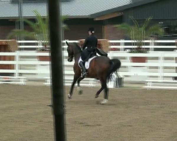 dressage horse Lapsus (Oldenburg, 1997, from Lapis Lazuli)