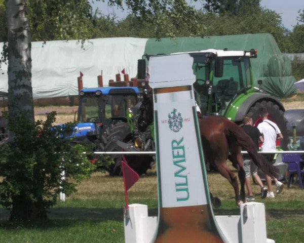 Reitturnier Nussbach 2022