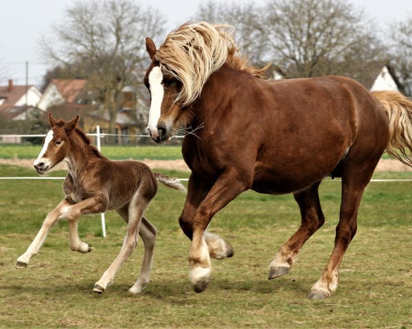 broodmare Feine Dornenfee (Black Forest Horse, 2022, from Domingo)
