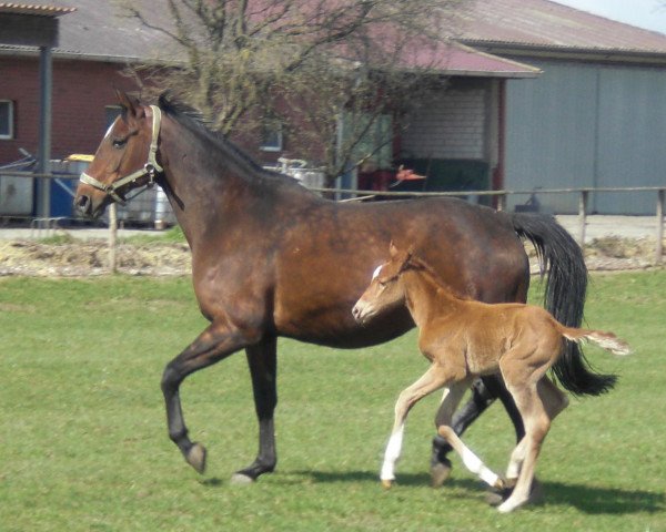 jumper Florina 160 (Westphalian, 2012, from Fürst Piccolo)