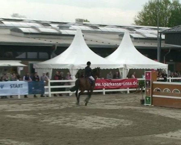 jumper Bolle af Stallex M (Oldenburg, 2002, from C-Son of Sexy Eyes)