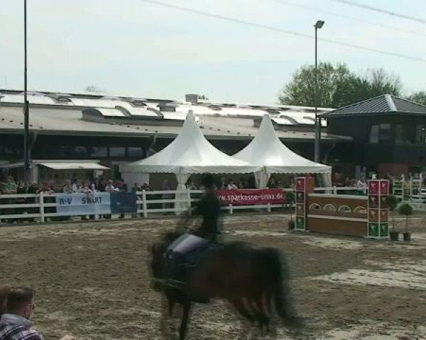 jumper Leonardo 403 (Oldenburg, 1997, from Linaro)