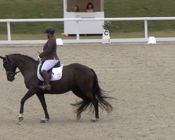 Reitturnier Bülach 2022