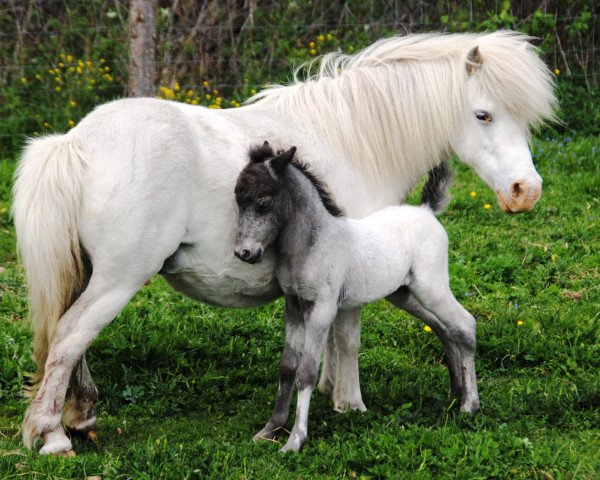 horse Flamboyant (Dt.Part-bred Shetland pony, 2012, from Flamenco)