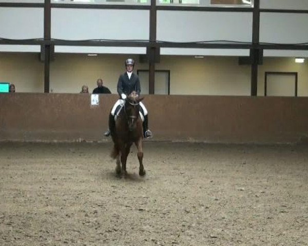 dressage horse Don Falco 2 (Oldenburg, 2004, from Donnerball)