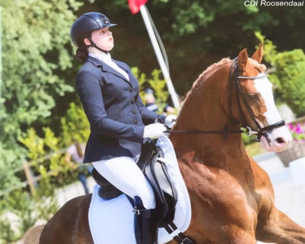 dressage horse Bodethal's Noble Boy (German Riding Pony, 2008, from Bodethals Noble Man)
