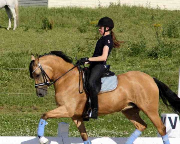 dressage horse Bodethal's Romy (German Riding Pony, 2006, from Notre d'Amour)