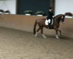 dressage horse Dornfelder 5 (Oldenburg, 1999, from De Niro)