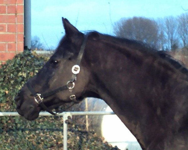horse Moris (Russian Trakehner, 1989, from Palash) horse Moris (Russian Trakehner, 1989, from Palash)