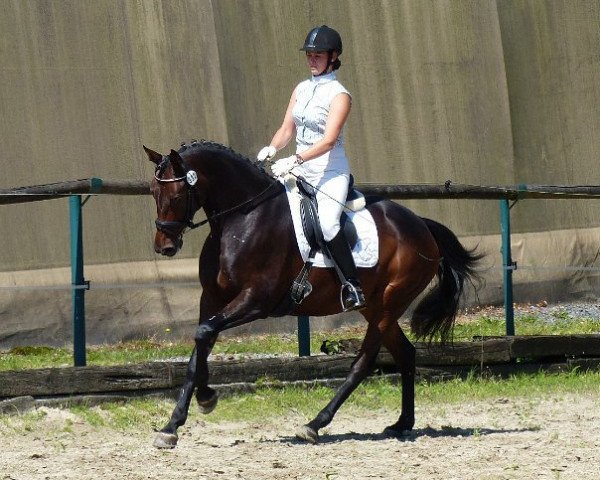 dressage horse Saphir 407 (Oldenburg, 2007, from Samba Hit III)