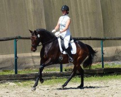 dressage horse Saphir 407 (Oldenburg, 2007, from Samba Hit III)