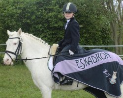 dressage horse Zigeuner 40 (German Riding Pony, 1992)