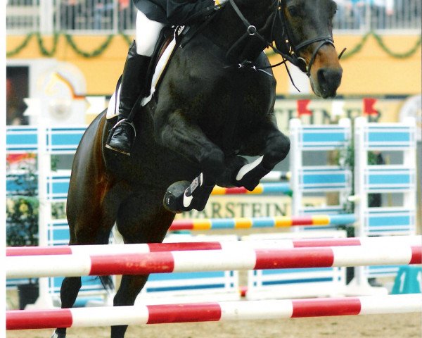 broodmare Lucy A.S. (Westphalian, 1998, from Lanciano)