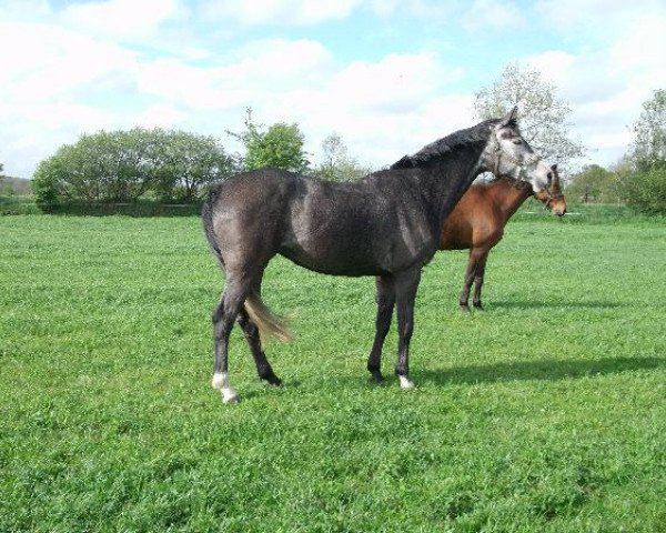 broodmare Zabu (Holsteiner, 2007, from Corrado II)