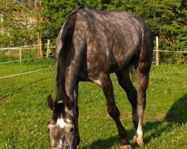 Pferd Djiego (Hannoveraner, 2007, von Damsey FRH)