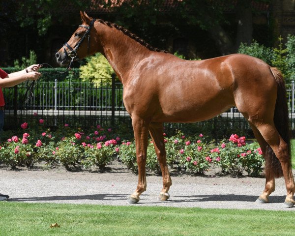 broodmare Alona Bellamy (Westphalian, 2019, from All Music)