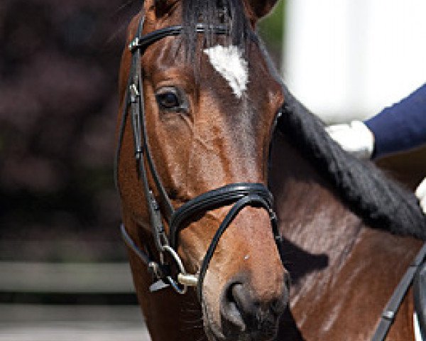 horse Barcelona (Trakehner, 2008, from Laurel)