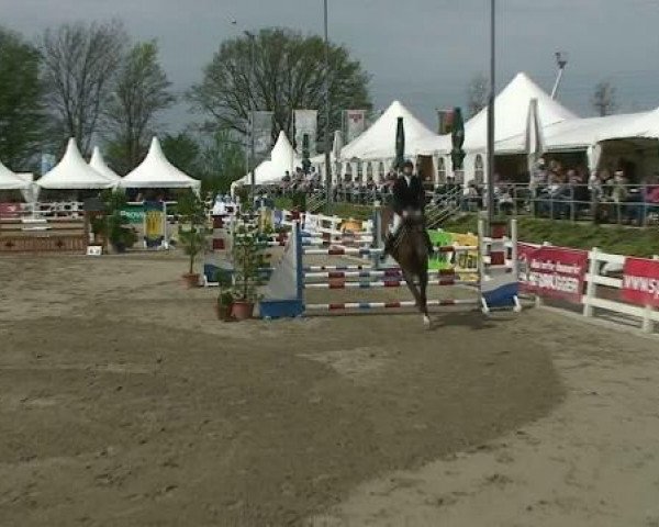Springpferd Amaretto 195 (Hannoveraner, 1999, von Acord II)