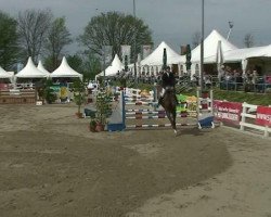 Springpferd Amaretto 195 (Hannoveraner, 1999, von Acord II)