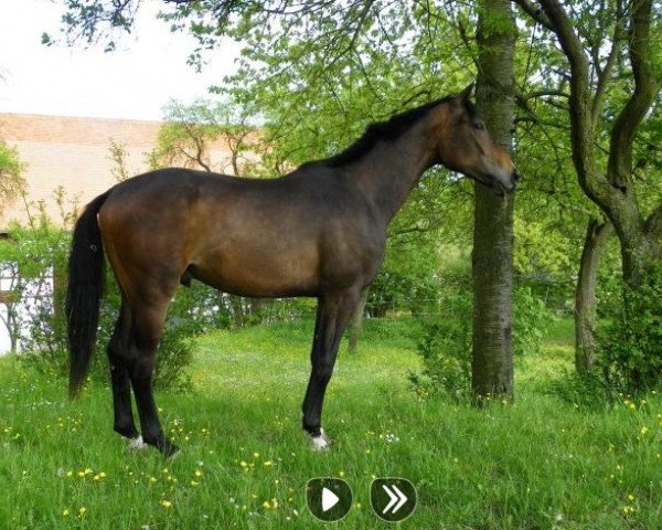 Pferd Royal Rocky Joven (Oldenburger, 2010, von Repertoire 4)