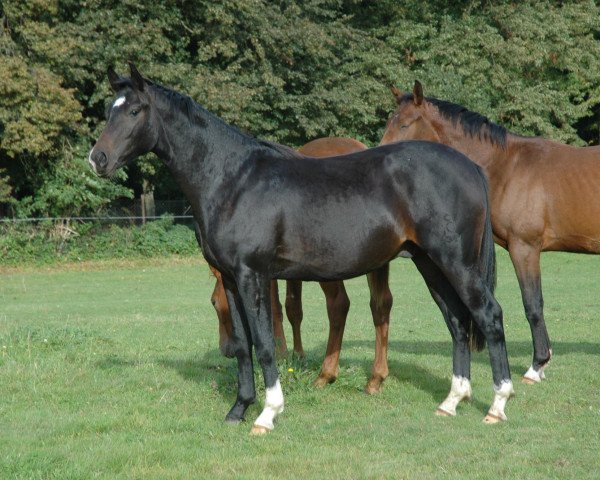 dressage horse San Ducato (Oldenburg, 2010, from Sancisco)