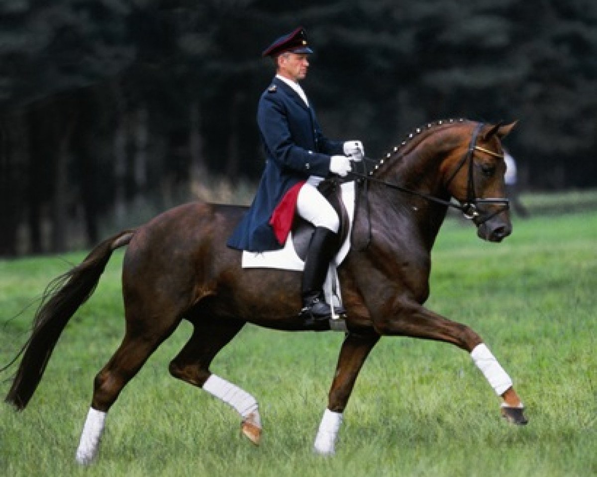 stallion Don Vino (Hanoverian, 1997, from Donnerhall)