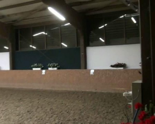 Pferd Lord Bachelor (Westfale, 2007, von Laudabilis)