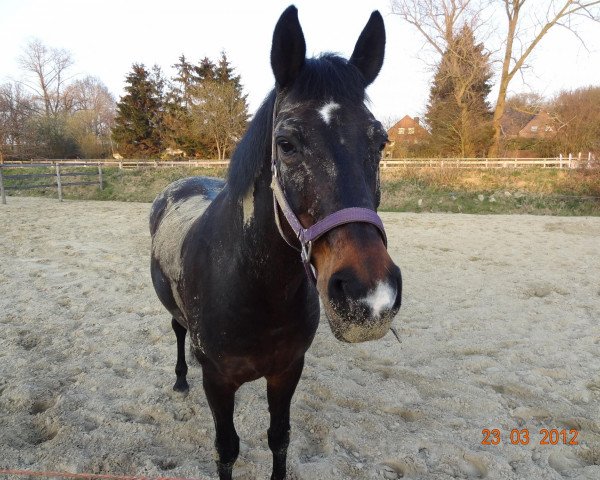 dressage horse Amelie (Hanoverian, 1992, from Amoroso Assai)