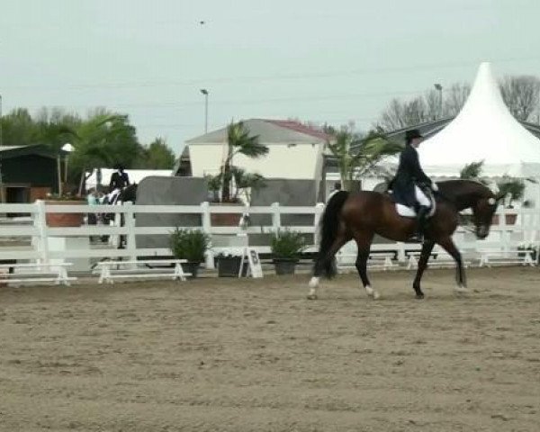 broodmare Chaina (Holsteiner, 2000, from Candillo Z)