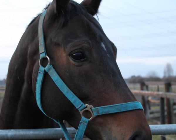 horse Sunshine Reggae K (German Sport Horse, 2005, from Samba Hit I)