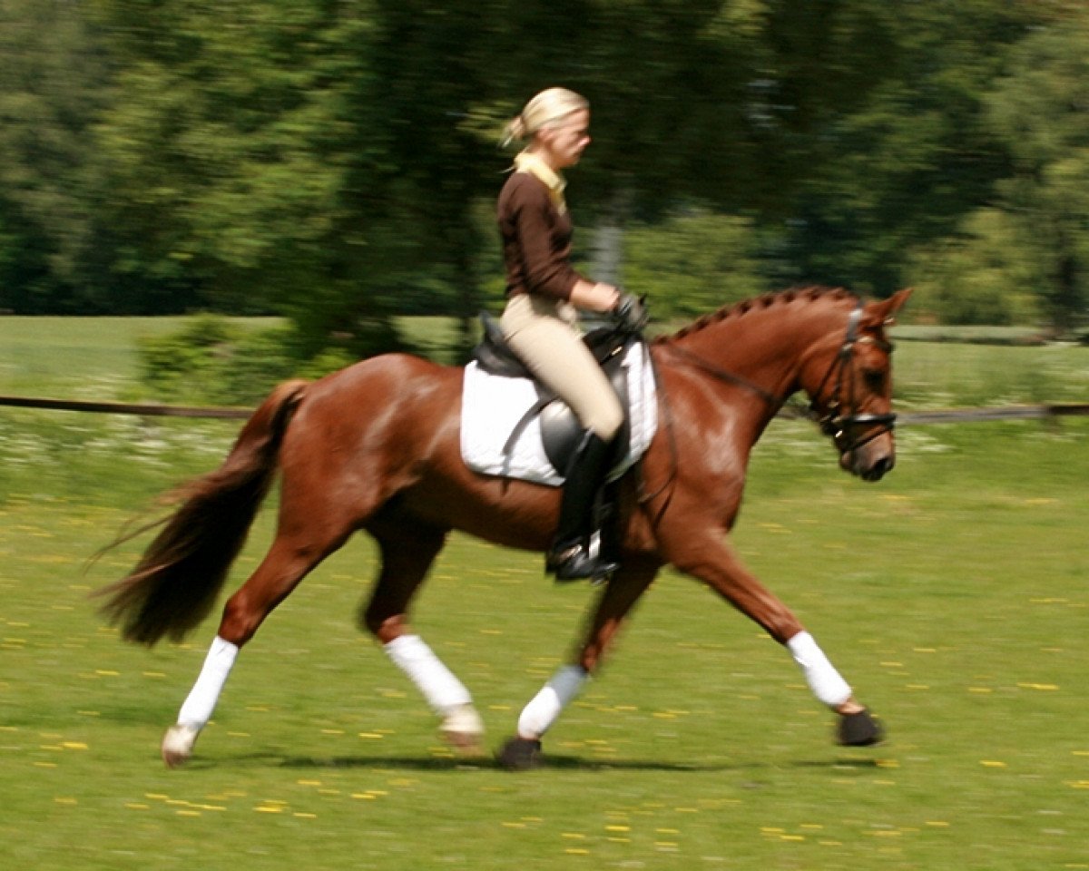 horse Dustin X (German Riding Pony, 2003, from Desperado K)