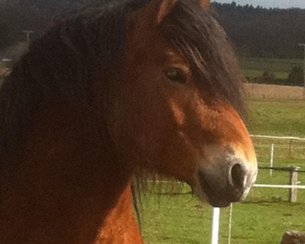 horse Lucas (Rhenish-German Cold-Blood, 2006, from Emsländer)