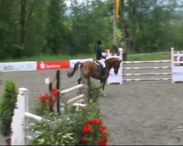 Springpferd Ramina (Hannoveraner, 1996, von Ramiro's Bube)